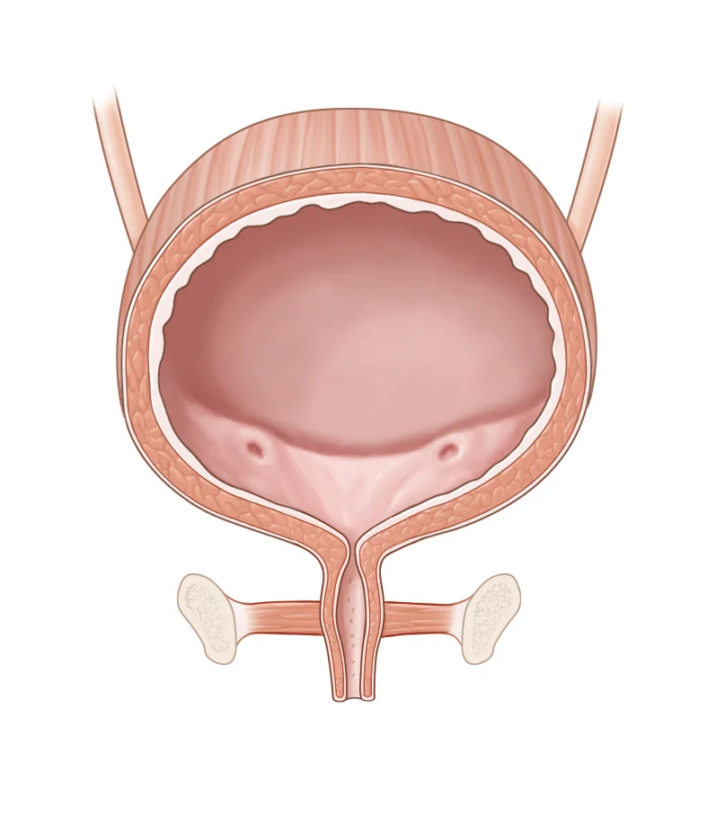 Mesane, üretra ve pelvik taban kaslarının anatomik kesit çizimi