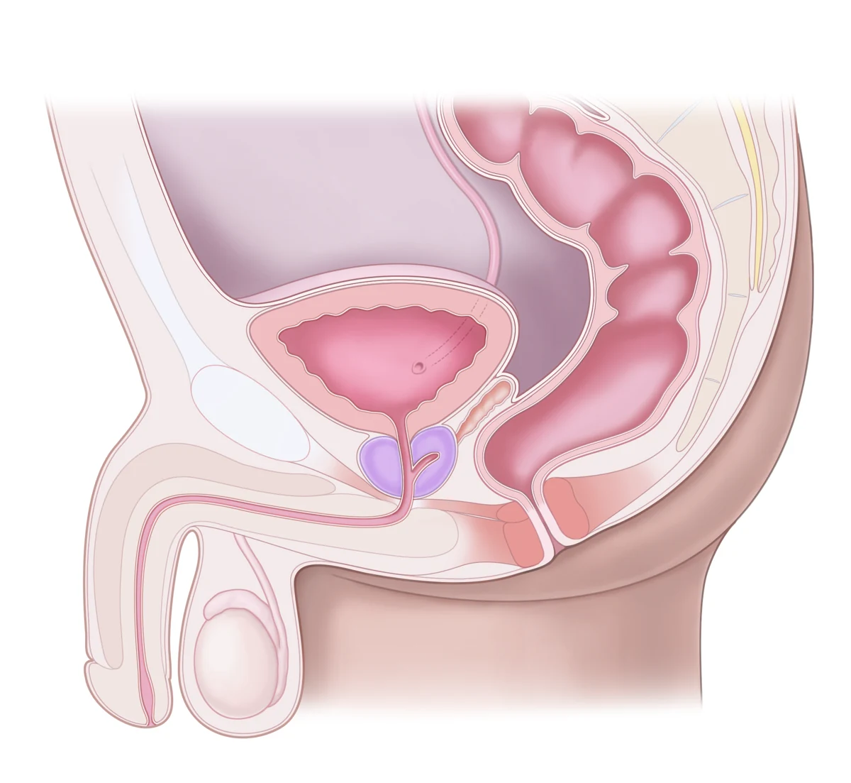 Erkek pelvisinde mesane, prostat ve üretranın seyrini gösteren anatomik kesit çizimi